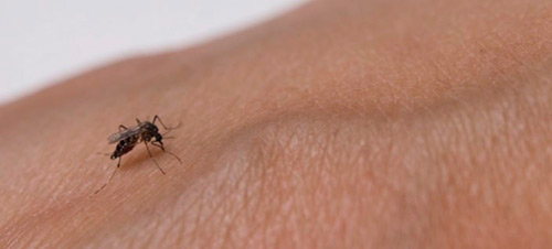 Más de 66.000 casos de dengue se han presentado en Colombia en el 2020