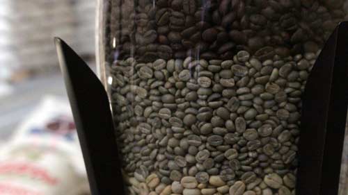 El Cauca produjo la mejor cosecha de café aún en pandemia