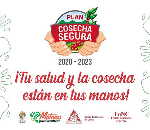 El Cauca produjo la mejor cosecha de café aún en pandemia