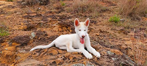 Gobierno adquirió 6.469.000 dosis de vacuna antirrábica para perros y gatos