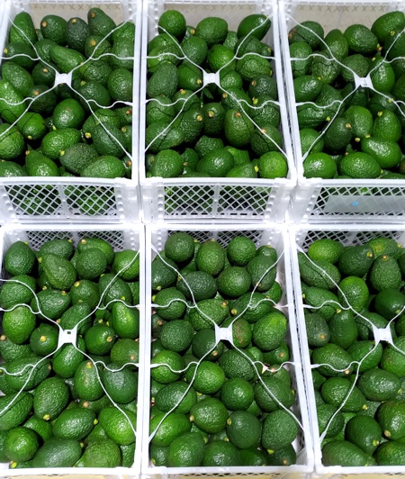 Aguacate Hass Caucano - ASCAFÉ Aguacate Hass Caucano - ASCAFÉ