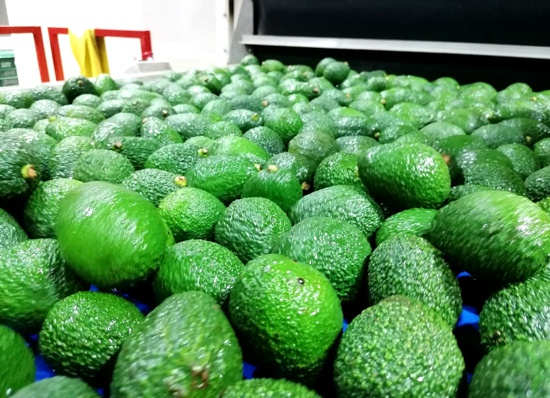 Aguacate Hass Caucano - ASCAFÉ Aguacate Hass Caucano - ASCAFÉ