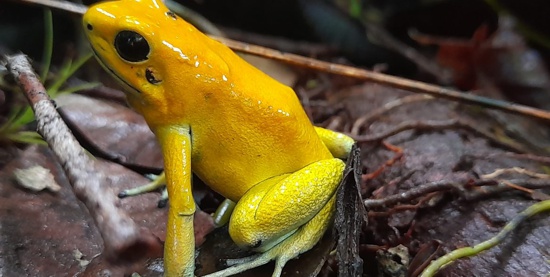 Phyllobates terribilis color amarillo Autor Harold Puama Phyllobates terribilis color amarillo Autor Harold Puama