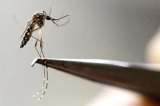 En pandemia no hay que bajar la guardia con el dengue