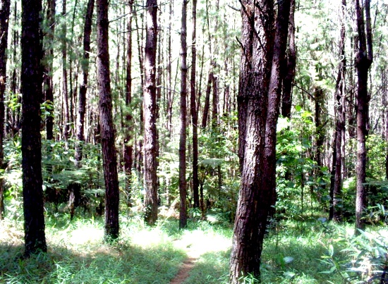 La importancia de los bosques