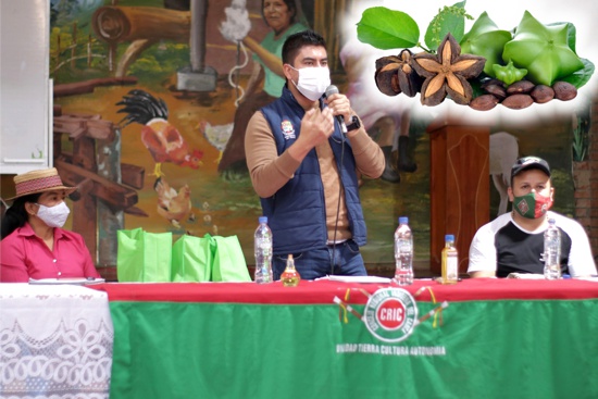 Sacha Inchi se proyecta como cultivo promisorio desde Toribío