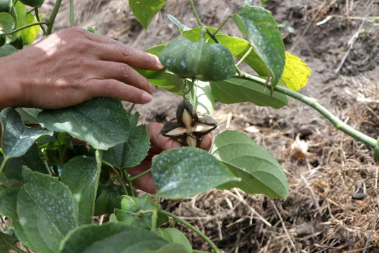 Sacha Inchi se proyecta como cultivo promisorio desde Toribío