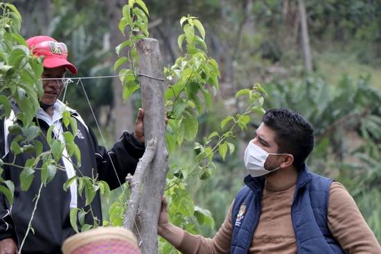 Sacha Inchi se proyecta como cultivo promisorio desde Toribío