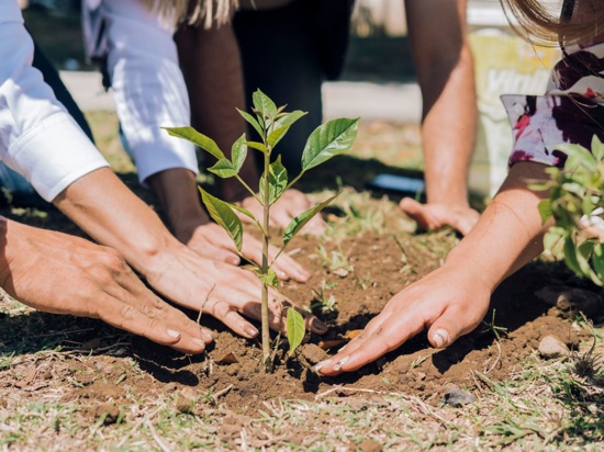 Sembrar para vivir en un Cauca ambiental y sostenible Sembrar para vivir en un Cauca ambiental y sostenible