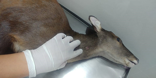 “Rechazamos los actos de violencia contra la fauna silvestre” director CRC “Rechazamos los actos de violencia contra la fauna silvestre” director CRC