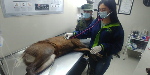 “Rechazamos los actos de violencia contra la fauna silvestre” director CRC “Rechazamos los actos de violencia contra la fauna silvestre” director CRC