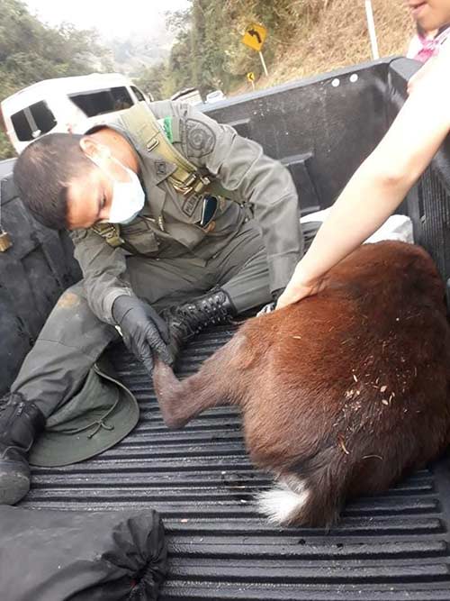 “Rechazamos los actos de violencia contra la fauna silvestre” director CRC “Rechazamos los actos de violencia contra la fauna silvestre” director CRC