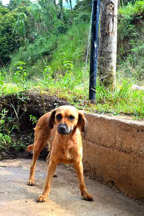 Esterilización de perros y gatos en la vereda San Isidro