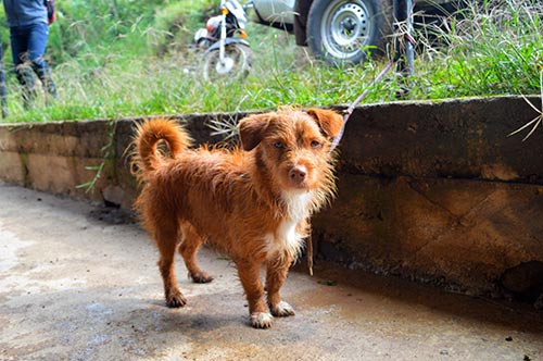 perros y gatos