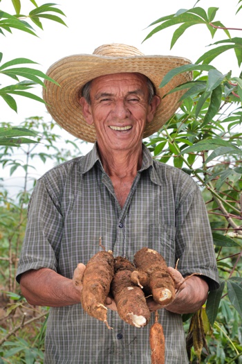 Agrosavia entregará semillas de yuca en el Cauca - Cultivador caucano
