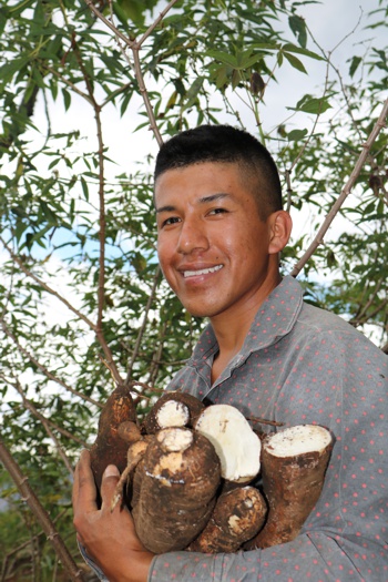 Agrosavia entregará semillas de yuca en el Cauca - Cultivador caucano