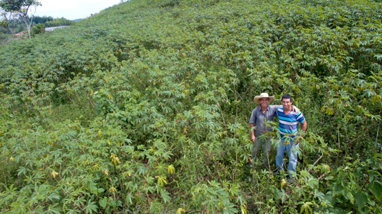 Entregarán semilla de yuca para uso industrial en el Cauca - Cultivo de Yuca