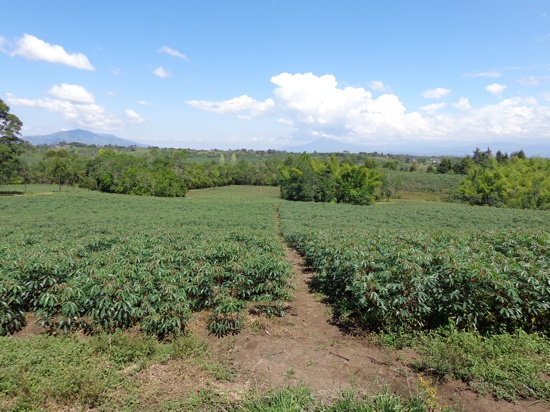 Entregarán semilla de yuca para uso industrial en el Cauca - Cultivo de Yuca
