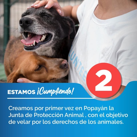 Se creó la Junta de Protección Animal en Popayán