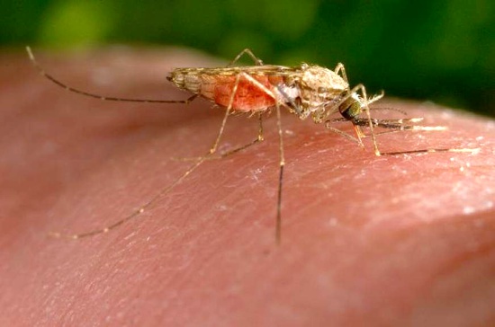 Entre 50 y 70 mil casos de malaria se reportan cada año en Colombia Entre 50 y 70 mil casos de malaria se reportan cada año en Colombia