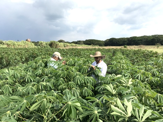 Investigacion en cultivo de yuca - Agrosavia