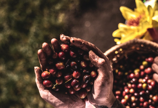 La economía agrícola familiar es la semilla para el progreso rural - ASCAFÉ - Cauca La economía agrícola familiar es la semilla para el progreso rural - ASCAFÉ - Cauca