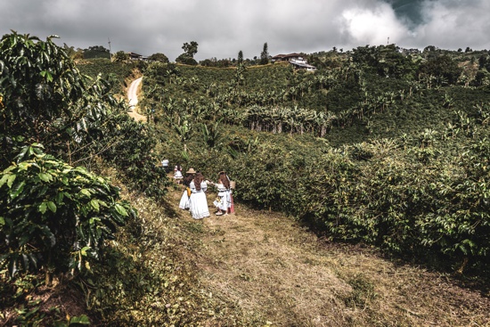 La economía agrícola familiar es la semilla para el progreso rural - ASCAFÉ - Cauca La economía agrícola familiar es la semilla para el progreso rural - ASCAFÉ - Cauca