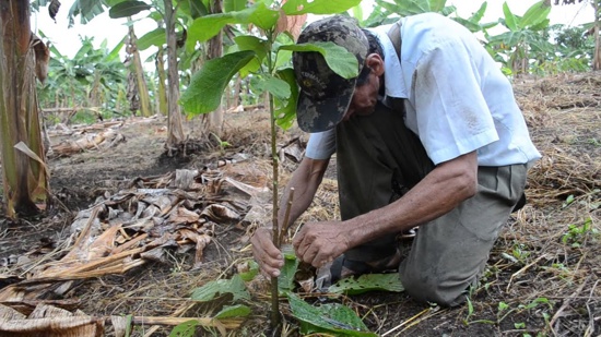 Siembra de cacao para fortalecer la productividad de los agricultores