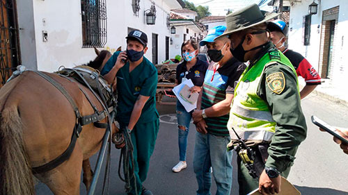Rescate de equino