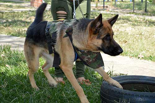 FESTIVAL CANINO DE DISFRACES EN QUILICHAO