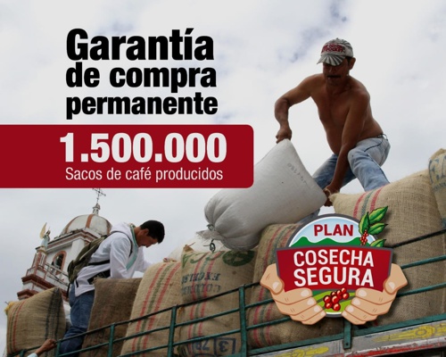 1.500.000 de sacos de café producidos en el 2020 - Comité de Cafeteros del Cauca 1.500.000 de sacos de café producidos en el 2020 - Comité de Cafeteros del Cauca