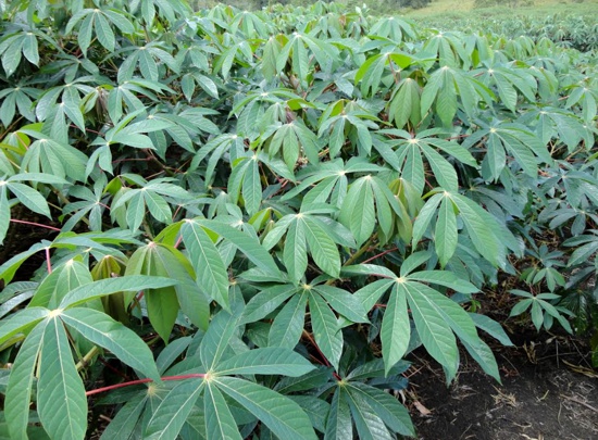 AGROSAVIA entregará semilla de yuca para uso industrial en Cauca AGROSAVIA entregará semilla de yuca para uso industrial en Cauca