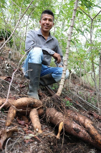 AGROSAVIA entregará semilla de yuca para uso industrial en Cauca AGROSAVIA entregará semilla de yuca para uso industrial en Cauca
