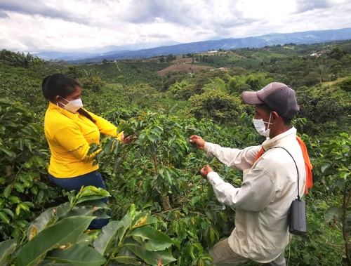 Comité de Cafeteros del Cauca hizo balance de su gestión 2020 Comité de Cafeteros del Cauca hizo balance de su gestión 2020