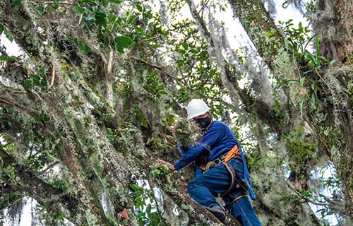Labores de embellecimiento de árboles de guayacán para el disfrute y cuidado de la comunidad