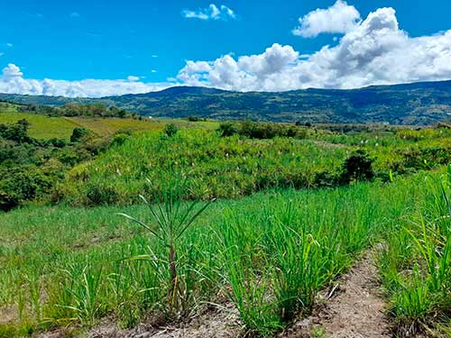 Corporación Nasa Kiwe invierte en trapiches para mejorar producción de panela