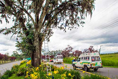 Labores de embellecimiento de árboles de guayacán para el disfrute y cuidado de la comunidad