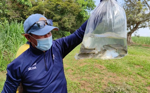 CRC siembra 1.500 sabaletas en humedal de la Hacienda Japio. CRC siembra 1.500 sabaletas en humedal de la Hacienda Japio.