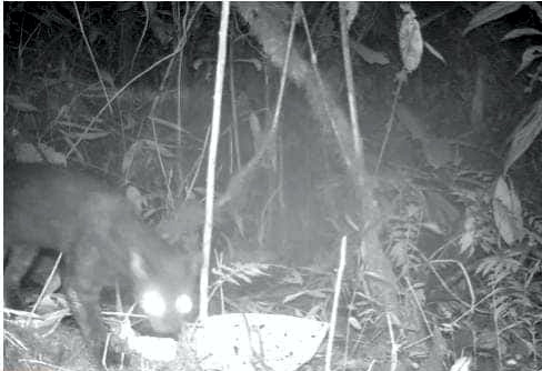 Cámaras de la CRC captaron un tigrillo oscuro y otras especies en Argelia Cámaras de la CRC captaron un tigrillo oscuro y otras especies en Argelia