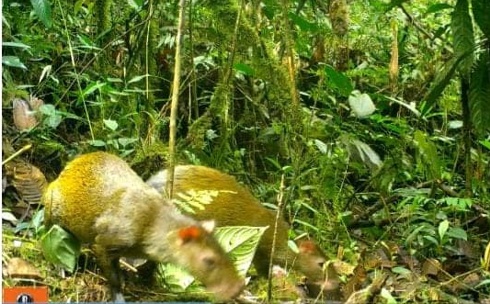 Cámaras de la CRC captaron un tigrillo oscuro y otras especies en Argelia Cámaras de la CRC captaron un tigrillo oscuro y otras especies en Argelia