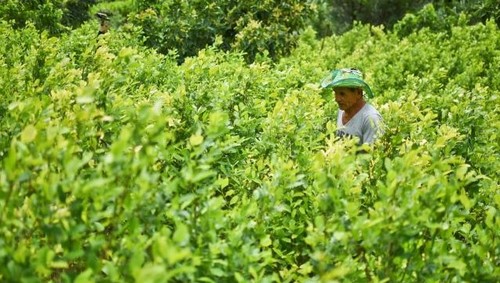 Gobernadora propone crear un fondo para sustitución de cultivos ilícitos
