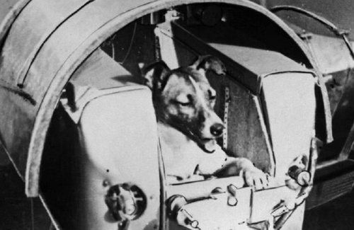 la perra Laika Timba Cauca y la carrera espacial