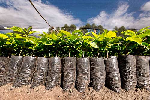 El Comité de Cafeteros del Cauca, iniciará un nuevo programa para incentivar la producción de café de alta calidad El Comité de Cafeteros del Cauca, iniciará un nuevo programa para incentivar la producción de café de alta calidad