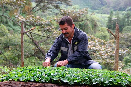 El Comité de Cafeteros del Cauca, iniciará un nuevo programa para incentivar la producción de café de alta calidad El Comité de Cafeteros del Cauca, iniciará un nuevo programa para incentivar la producción de café de alta calidad