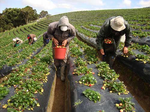 Cinco proyectos de Unicauca son financiados por el Sistema General de Regalías