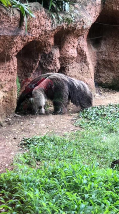 Conoce el Zoológico de Cali Conoce el Zoológico de Cali