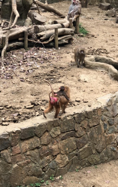 Conoce el Zoológico de Cali Conoce el Zoológico de Cali