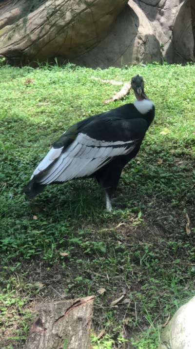 Conoce el Zoológico de Cali Conoce el Zoológico de Cali