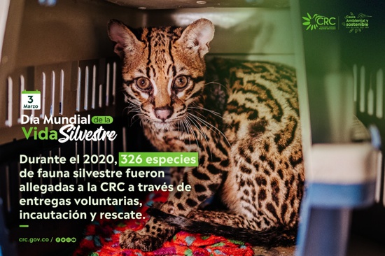 Día Mundial de la Vida Silvestre - CRC Día Mundial de la Vida Silvestre - CRC
