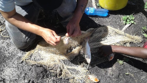 Implementan policultivo de peces en zona rural de Quilichao